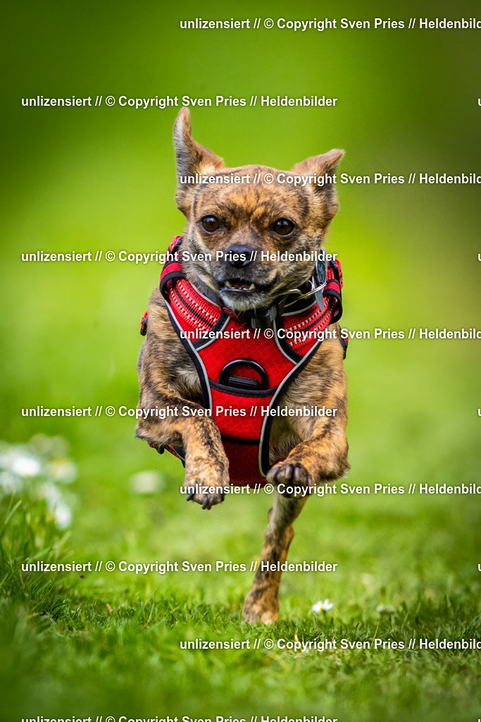 Sven Pries | 2025-04-13 - Hunderennen Baden-Baden - Realisiert mit Pictrs.com