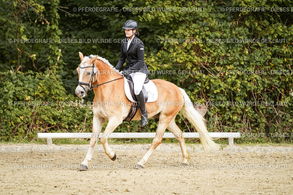 DSC09987 | Pferdegrafie