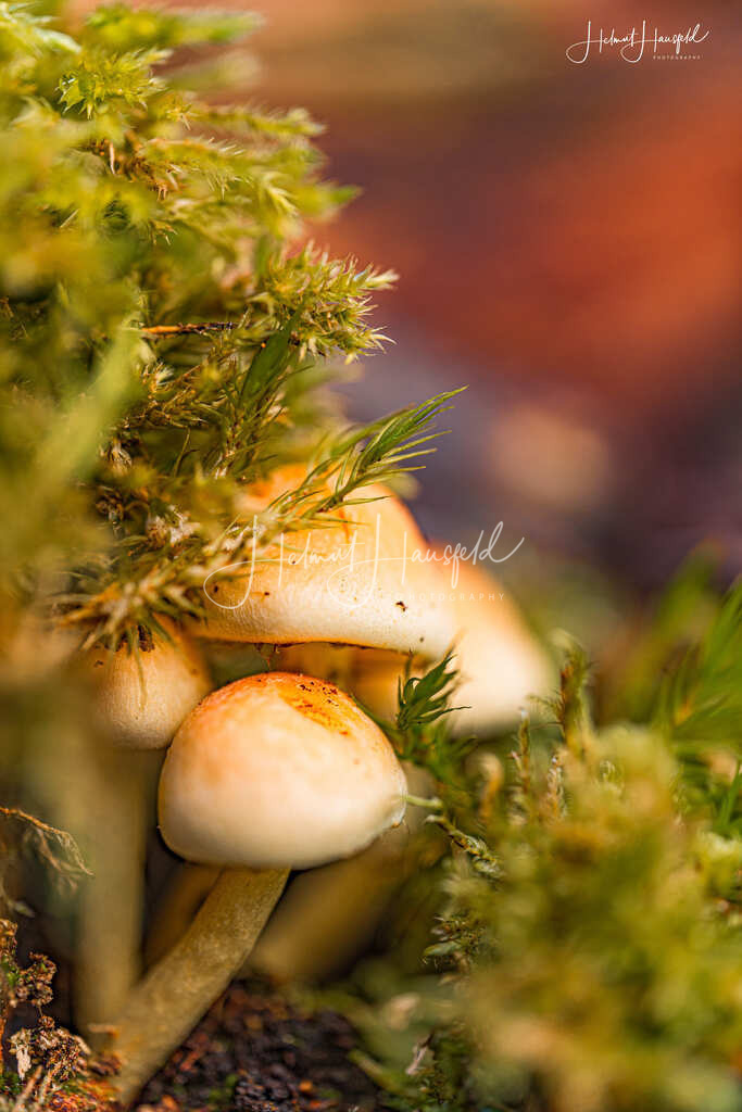DSC04079 | Landschaftsfotografie, Naturfotografie - Realisiert mit Pictrs.com