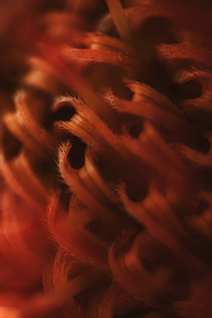 Makro_Nov_2023_3 | Du suchst natürliche und atmosphärische Prints oder Leinwanddrucke? In diesem Shop gibt es alles, nur kein Mainstream. - Realisiert mit Pictrs.com