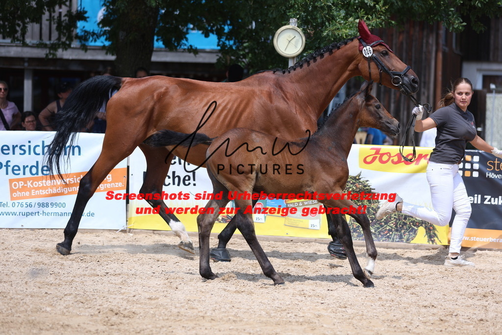 Fohlenschau_Schwäbisch_Hall_springbetonte_Fohlen_KN 26_3 | lmwpictures - Realisiert mit Pictrs.com