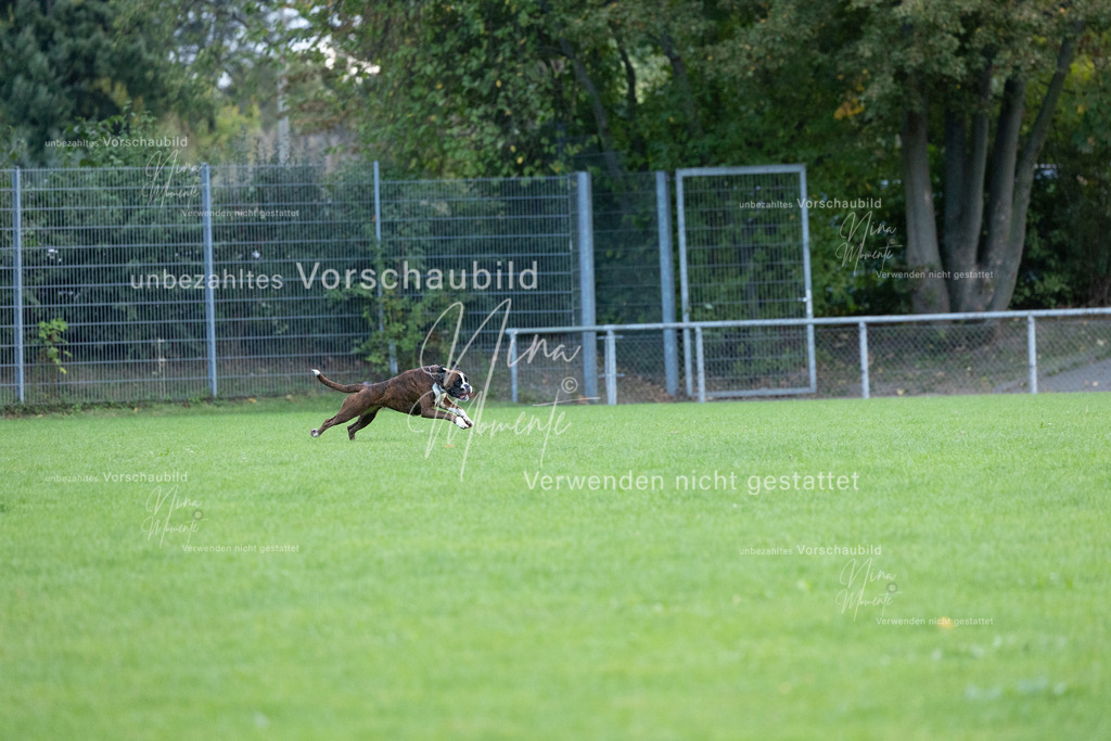 _16A4633 | Einzigartige Fotos von Hunden & Menschen –Actionfotos, Portraits, Vereinsaufnahmen & Paarshootings – authentisch, lebendig & mit Herz.