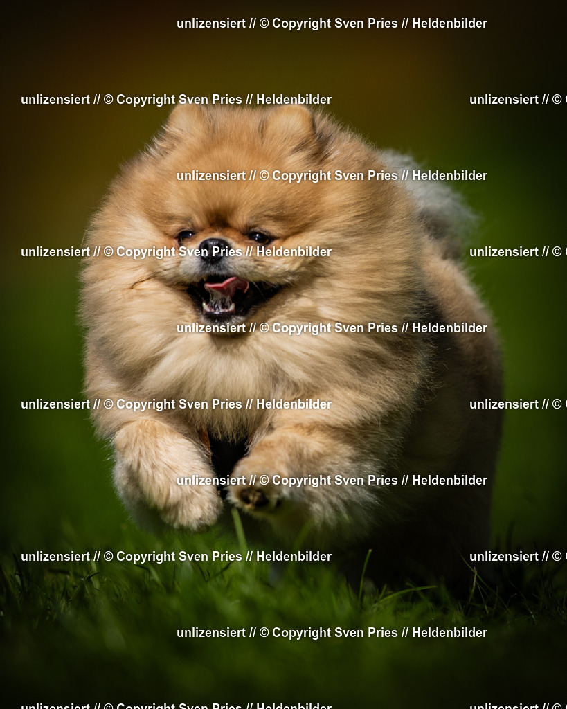 Sven Pries | 2025-04-13 - Hunderennen Baden-Baden - Realisiert mit Pictrs.com