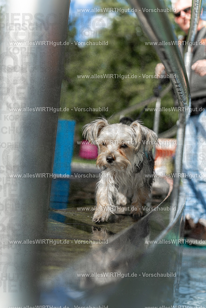 Hundeschwimmen_Volksbad_2026-allesWIRTHgut_Tierfotografie-2609061440-7R501176 | Professionelle Tierfotografie in Mönchengladbach von Daniel Wirth (allesWIRTHgut). Liebevolle & natürliche Bilder von Hunden & Katzen für unvergessliche Erinnerungen.