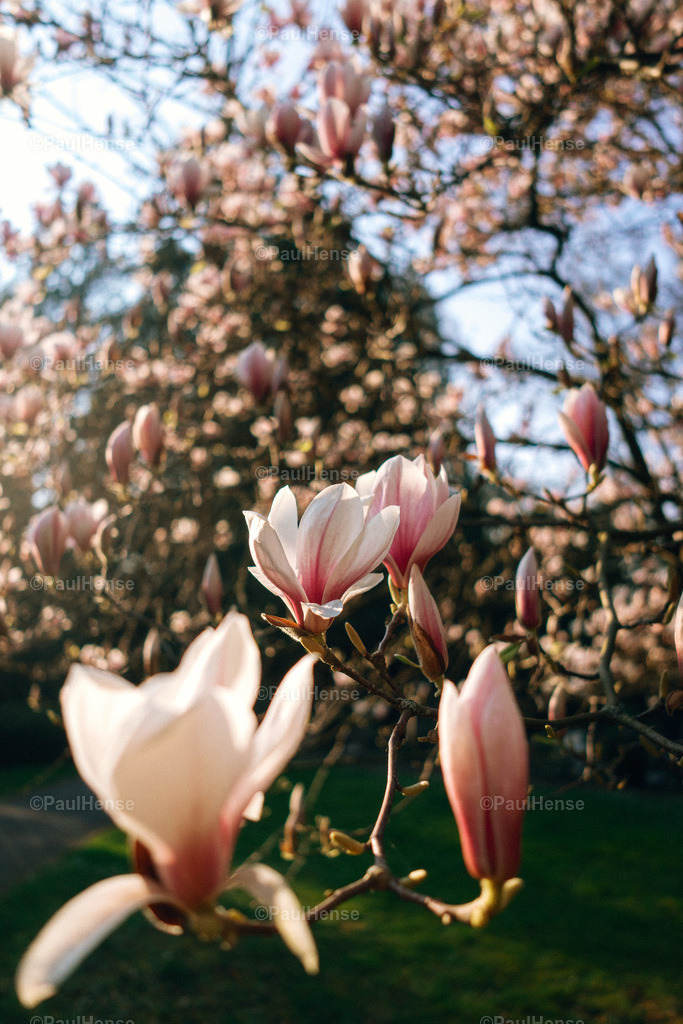 20220324_PaulHense_S0029_DSC03508 | paulhense - Realisiert mit Pictrs.com