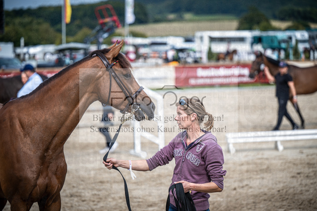 DOS_0907 | Entdecke hochwertige Reitturnierfotos von Foto Oger. Professionell, emotional und authentisch – jetzt Lieblingsmomente im Shop bestellen.Deutschlandweite Turnierfotografie. - Realisiert mit Pictrs.com