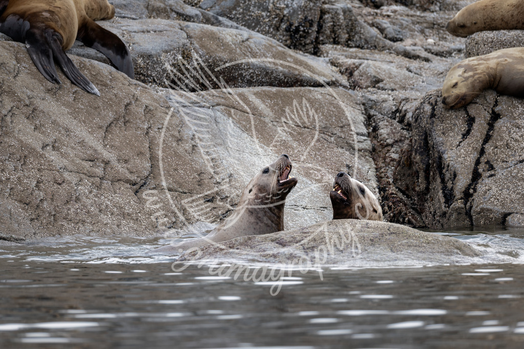 a question of rank - steller sea lion - canada | Authentische Landschafts- & Wildtierfotografie aus der Schweiz. Hochwertige Wandbilder, Fine-Art-Prints und Wunschmotive nach Auftrag – sorgfältig entwickelt im Grumagraphy-Style