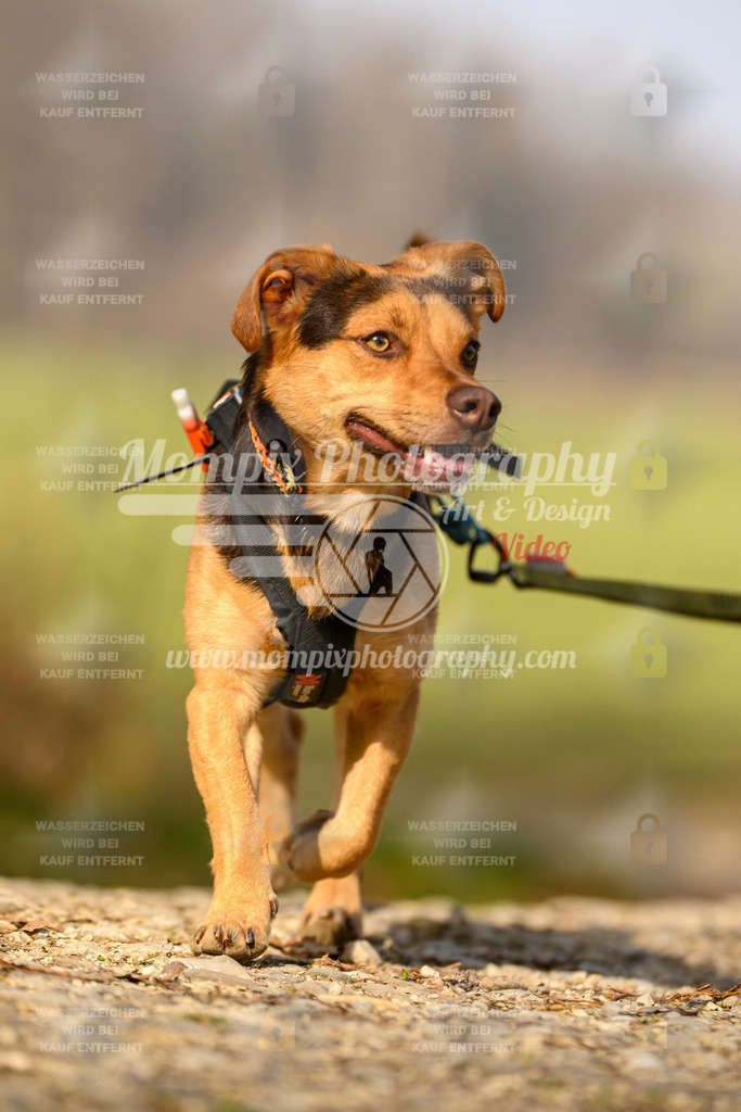 MompixPhotography_6ReiatRennen2026_SA_HappyDog-65 | PayLife
