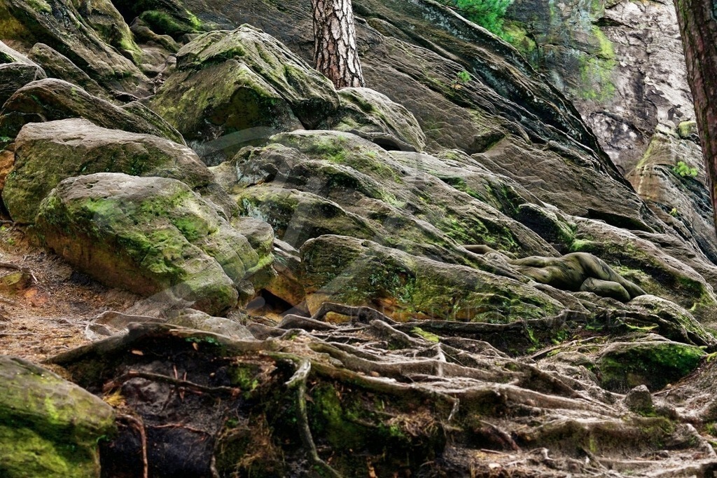 NatureArt-WALDKLIPPEN_8684 | Den Wurzeln folgend | #002 | Modell: Randy | Foto: Peter Bunn - Realisiert mit Pictrs.com