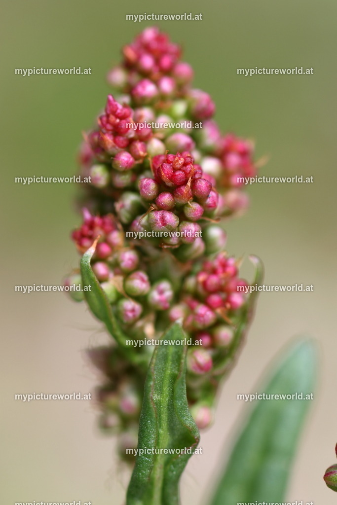 Wiesen-Sauerampfer-003 | Das Bilderarchiv über Tiere, Planzen und Landschaften. In der Bilddatenbank finden Sie ein große Auswahl an hochwertigen Bilder für Ihre Werbung - Realized with Pictrs.com