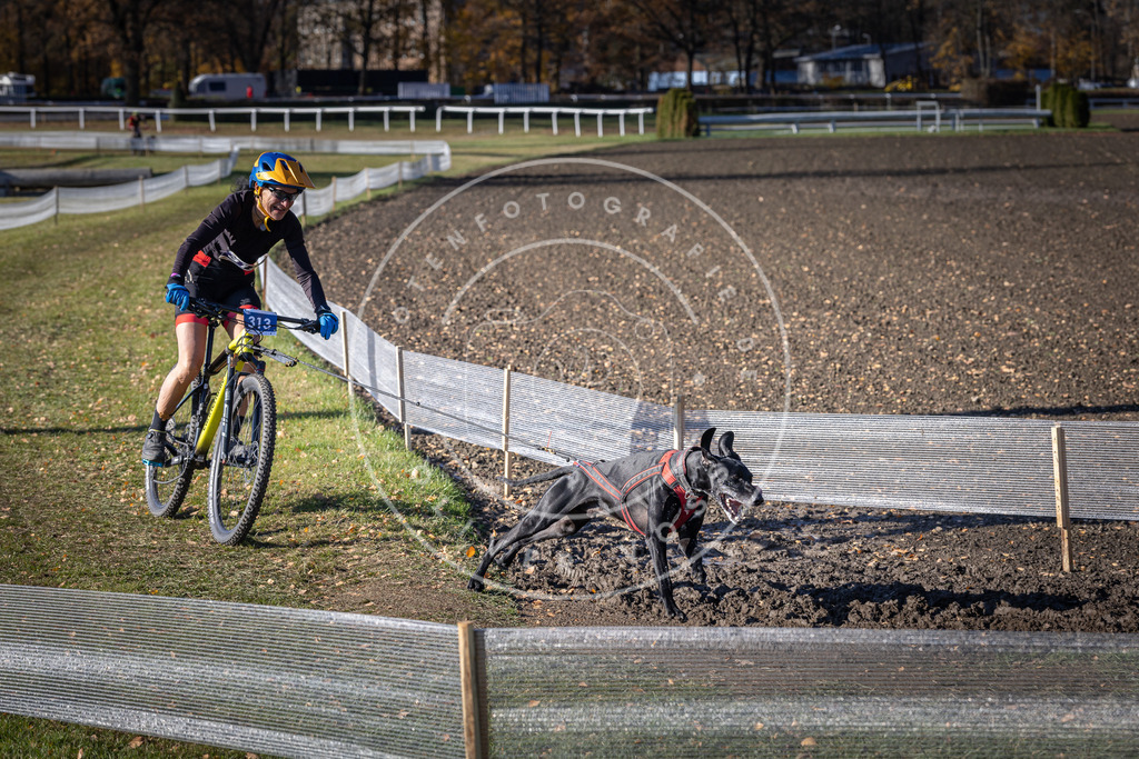 CaniXpix_DV3A6373 | Hundefotografie, Tierfotograf, Pfotenfotografie, Fotoshooting Hund, Hunde Portrait, Hundesport, Hundeportraits, Heideshooting, Hunde, Sportfotograf, Hundefotograf, Turnierhundsport, THS,  - Realisiert mit Pictrs.com
