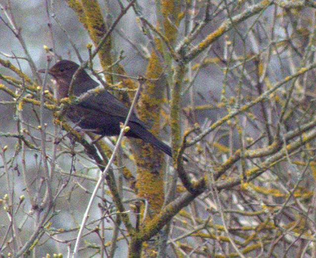 Amsel auf Zweig | Verkauf von Fotos und  Videoclips zumThema Natur.Motive sind Pflanzen, Tiere, Landschaftenund Wetter - Realisiert mit Pictrs.com