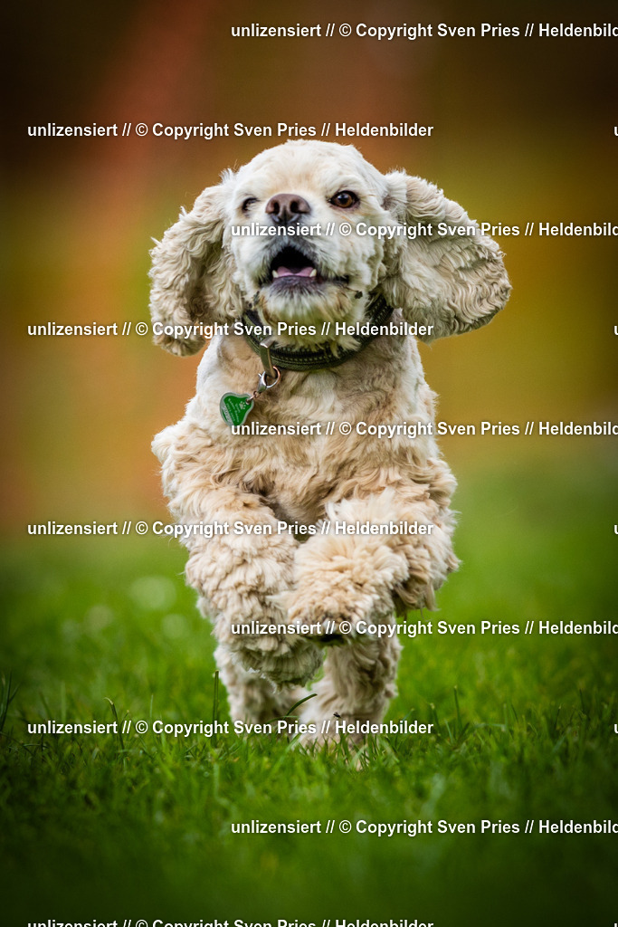 Sven Pries | 2025-04-13 - Hunderennen Baden-Baden - Realisiert mit Pictrs.com