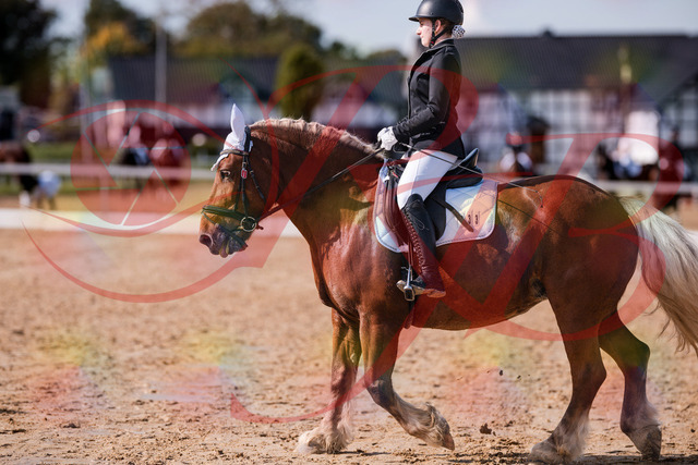 2026_10_03_Siefer-Hof_130214_Z81_55567697 | Professionelle Reitsport-, Turnier- und Eventfotografie von Robert Broda. Galerien mit ausgewählten und bearbeiteten Bildern direkt online ansehen und bestellen.