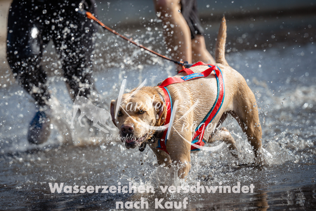 1157_ZZ97629 | kk-dogfotos