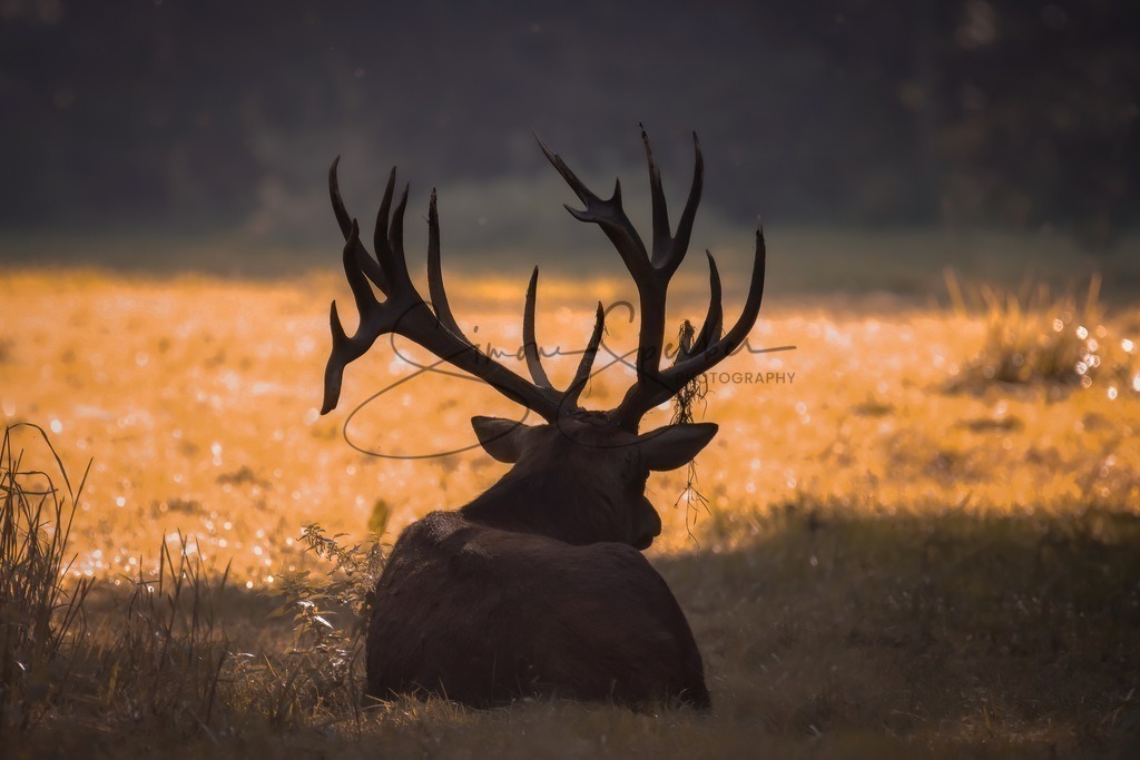 Hirsch | Simone Sperber, svb-photography,Fotografin,Bilddesignerin,Naturfotografie,Macrofotografie,Tierfotografie,Wildtierfotografie,Ausstellungen,Auftragsfotografie,Kunst,Art,Photographer,Shootings,Bildberatbeitung,Galerie,Shop