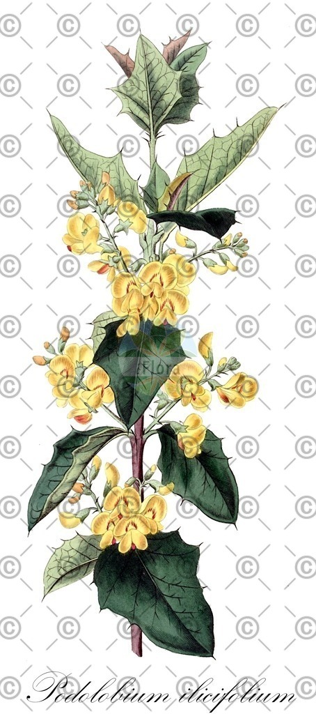 HistAbb_wfo-0000397408_18_ENZY_Simple | Historische Abbildung von Podolobium ilicifolium - Fabaceae | Historical Illustration of Podolobium ilicifolium - Fabaceae