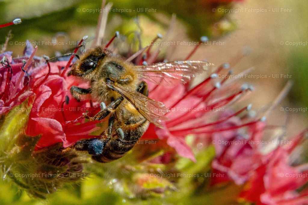 Bee at a Tajinaste Rojo | Fehrpics - hochwertige Fotoprodukte rund um Landschaft, Natur, Sterne & Milchstraße. - Realisiert mit Pictrs.com
