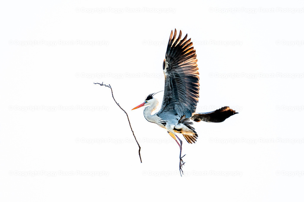 Graureiher (5) | PeggyRaschPhotography - Realisiert mit Pictrs.com