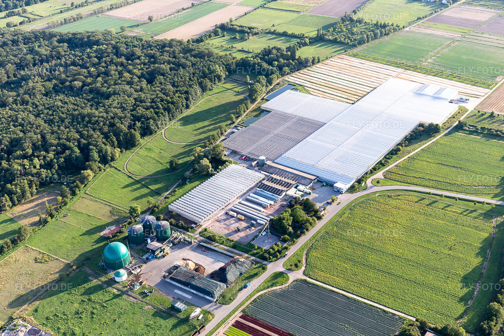 Luftbild: Rudolf Sinn Jungpflanzen GmbH in Lustadt im Bundesland Rheinland-Pfalz in Deutschland. Foto: IMG_116800.jpg vom 14.08.2019 durch Werner Riehm/FLY-FOTO.de