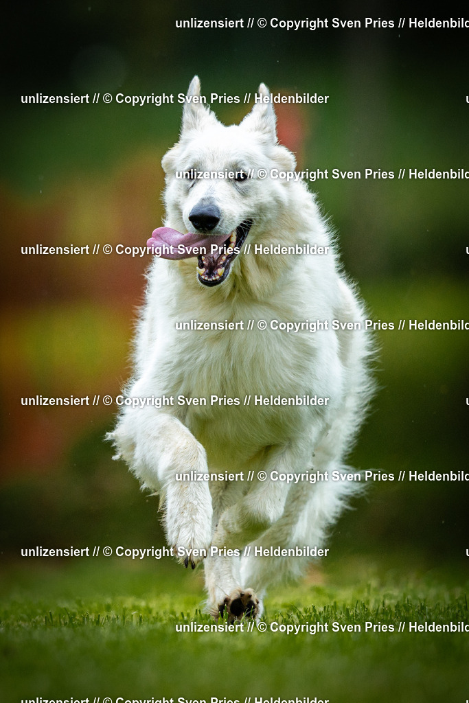 Sven Pries | 2025-09-21 - Hunderennen Baden-Oos - Realisiert mit Pictrs.com