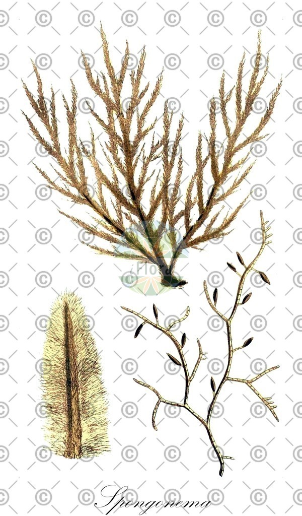 HistAbb_wfo-0000557506_1_ENZY_Simple | Historische Abbildung von Spongonema - Ectocarpaceae (0) | Historical Illustration of Spongonema - Ectocarpaceae (0)