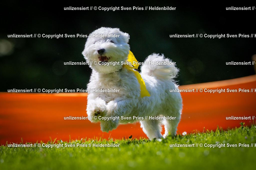 Sven Pries | 2025-08-10 - Hunderennen Durlach - Realisiert mit Pictrs.com