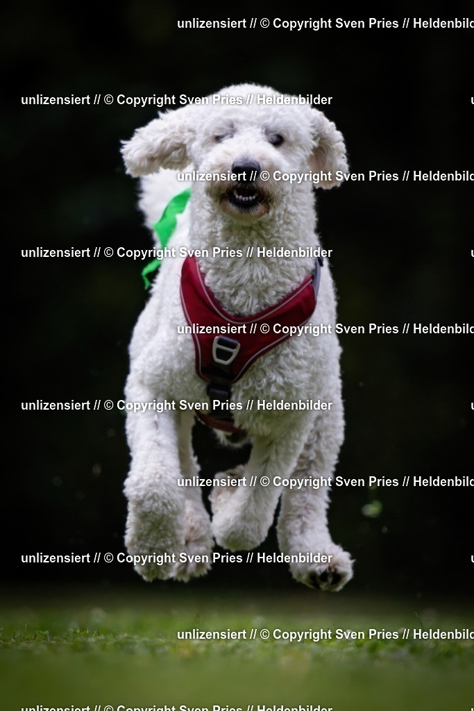 Sven Pries | 19. Allgemeines Hunderennen Karlsruhe Durlach - Realisiert mit Pictrs.com