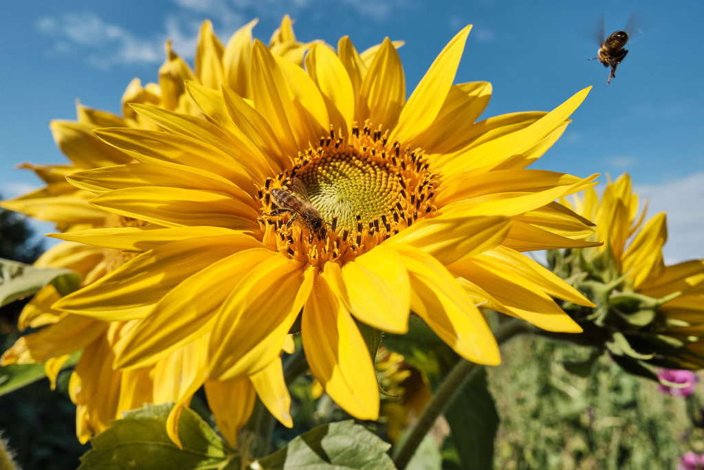 05_Mai | Entdecken Sie hochwertige Fotoprodukte für Ihr Zuhause, Büro oder als besonderes Geschenk.rpixel.de bietet Ihnen exklusive Fotografien aus den Bereichen Natur, Landschaft und Motiven vom Meer.Einfach direkt im Online-Shop bestellen. - Realisiert mit Pictrs.com