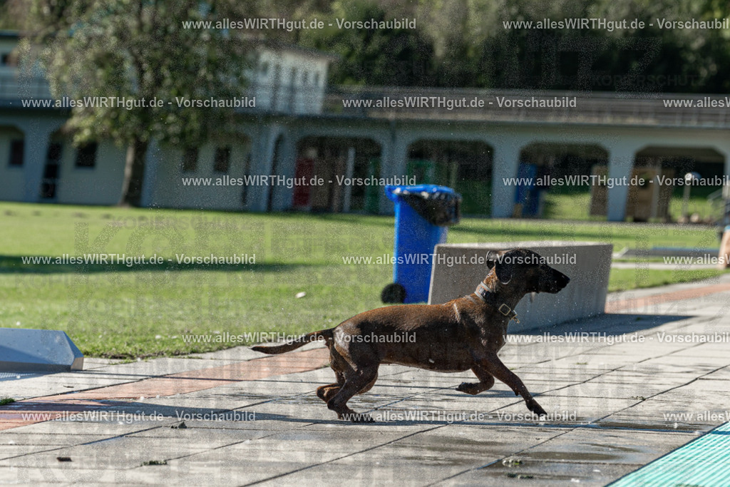 Hundeschwimmen_Volksbad_2026-allesWIRTHgut_Tierfotografie-2609061035-094517-7R509001 | Professionelle Tierfotografie in Mönchengladbach von Daniel Wirth (allesWIRTHgut). Liebevolle & natürliche Bilder von Hunden & Katzen für unvergessliche Erinnerungen.