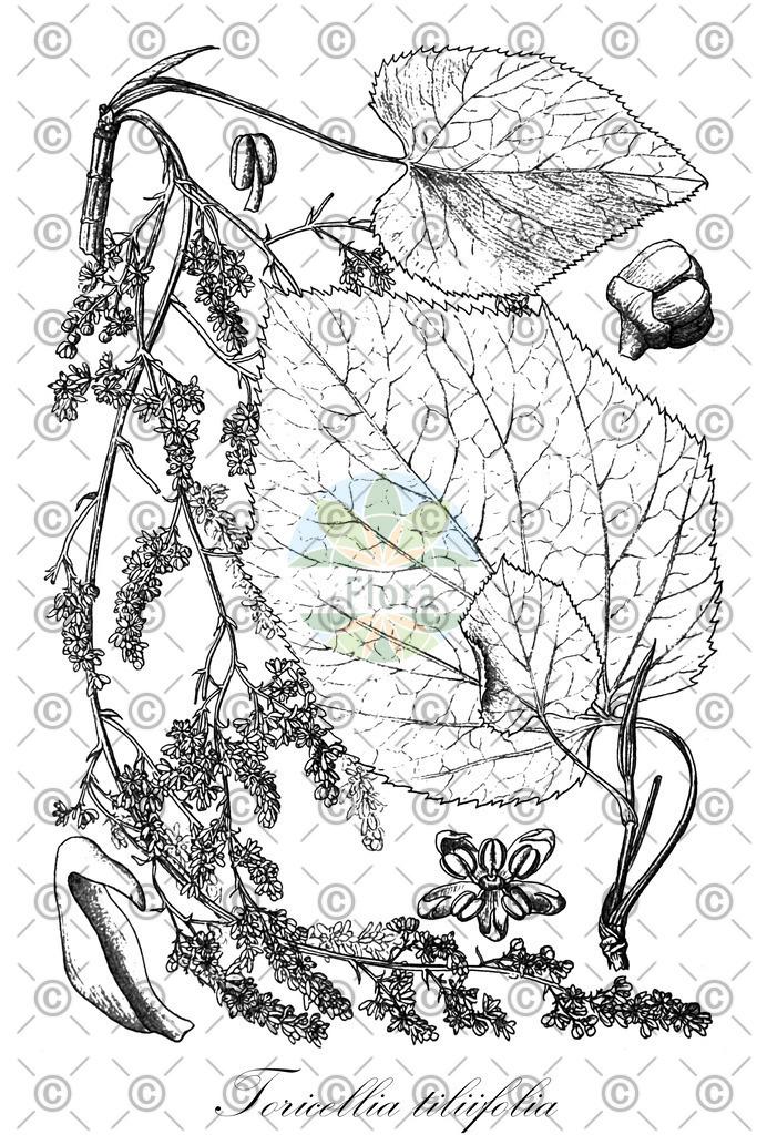 HistAbb_wfo-0001265954_1_ENZY_Simple | Historische Abbildung von Toricellia tiliifolia - Cornaceae | Historical Illustration of Toricellia tiliifolia - Cornaceae
