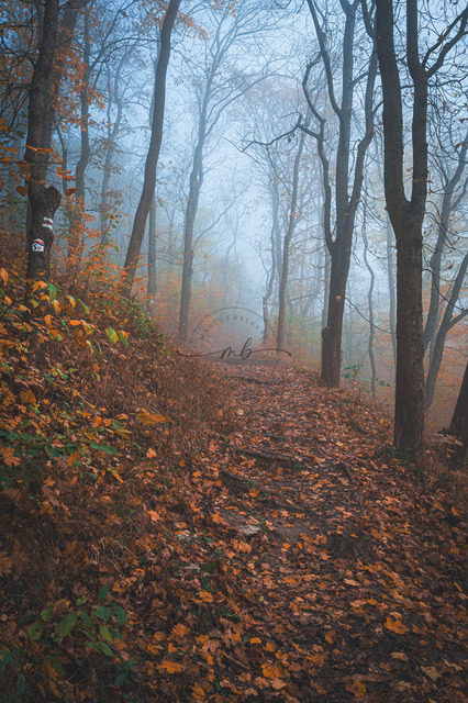 Wald im Nebel | Professionelle Natur- & Landschaftsfotos als Poster, auf Leinwand & viele mehr. Wähle aus einer Vielzahl an Formaten & Materialien Dein perfektes Bild. - Realisiert mit Pictrs.com