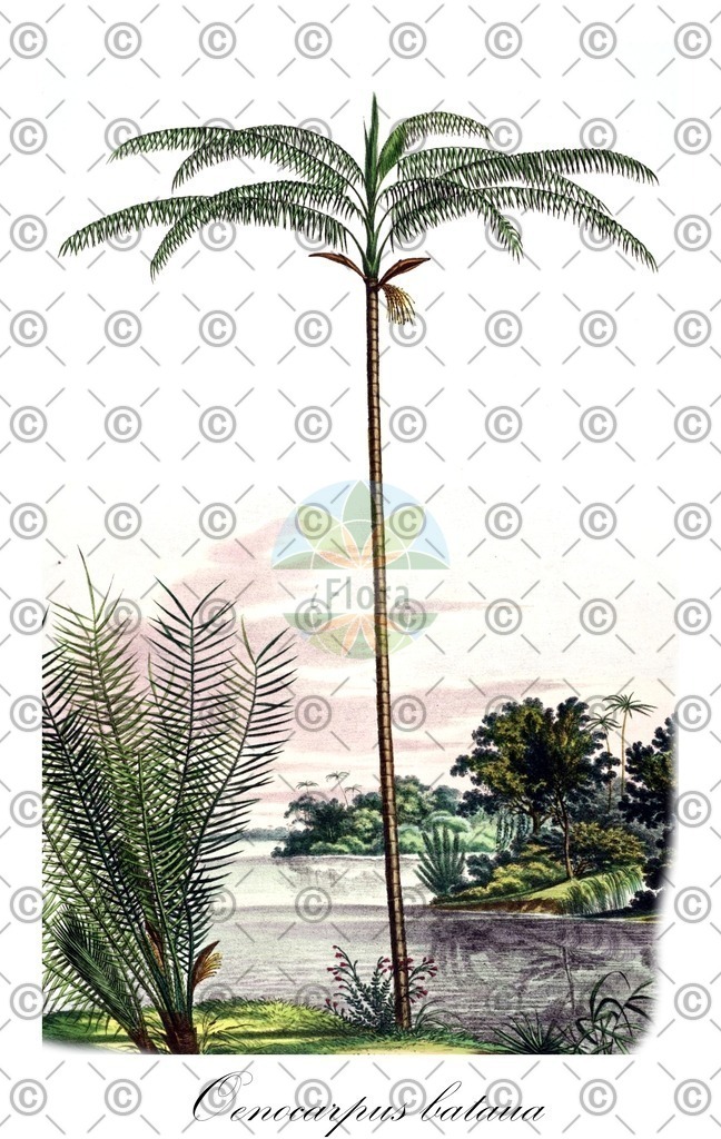 HistAbb_EMP_9900642_SRC__Thome_1885_FLORAD_SIMPLE | Historische Abbildung von Oenocarpus bataua - Arecaceae | Historical Illustration of Oenocarpus bataua - Arecaceae