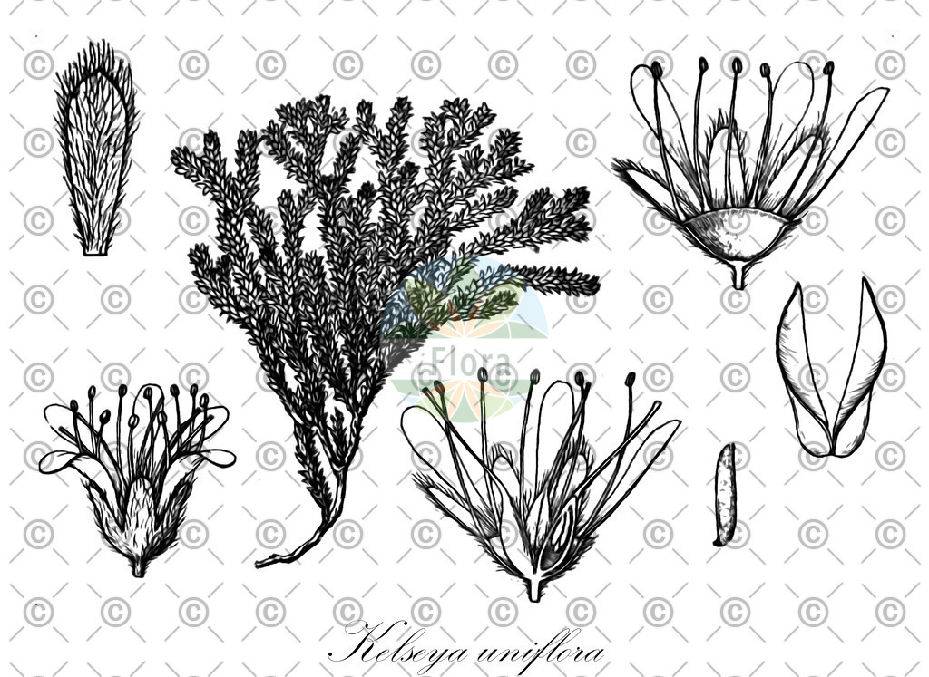 HistAbb_wfo-0000021635_1_ENZY_Simple | Historische Abbildung von Kelseya uniflora - Rosaceae | Historical Illustration of Kelseya uniflora - Rosaceae (alpine laurel;one-flower kelseya spiraea)