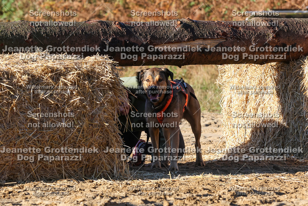 Dog Paparazzi - Strongdog 10-25-1371 | Dog Paparazzi Jeanette Grottendiek Fotografie & Videografie