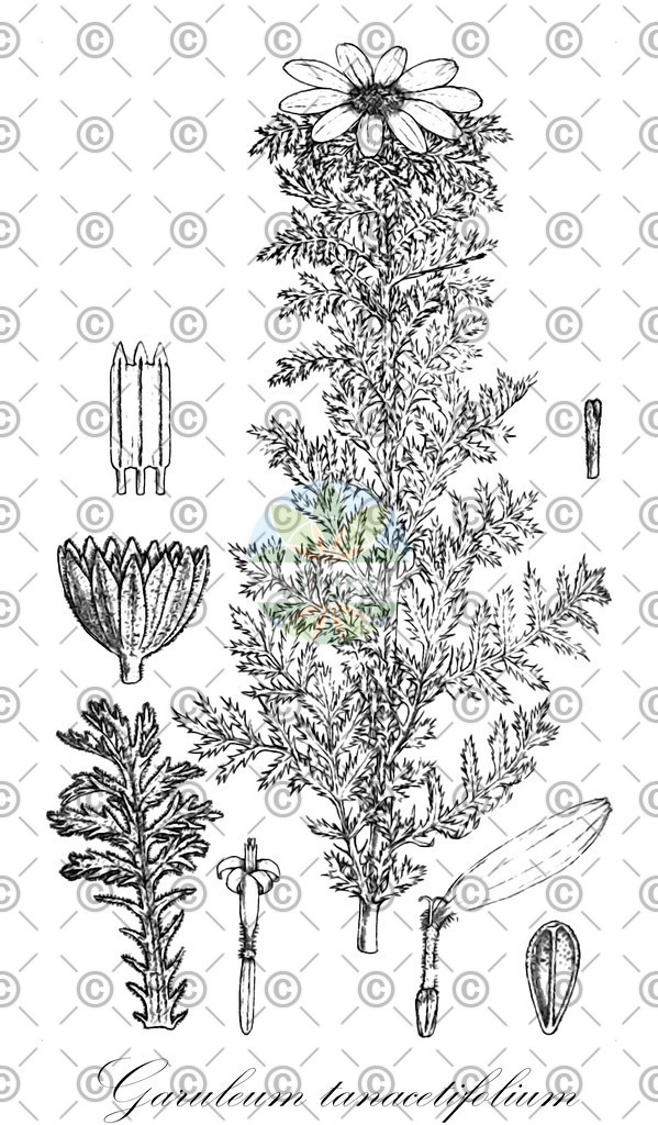 HistAbb_wfo-0000768925_1_ENZY_Simple | Historische Abbildung von Garuleum tanacetifolium - Asteraceae | Historical Illustration of Garuleum tanacetifolium - Asteraceae