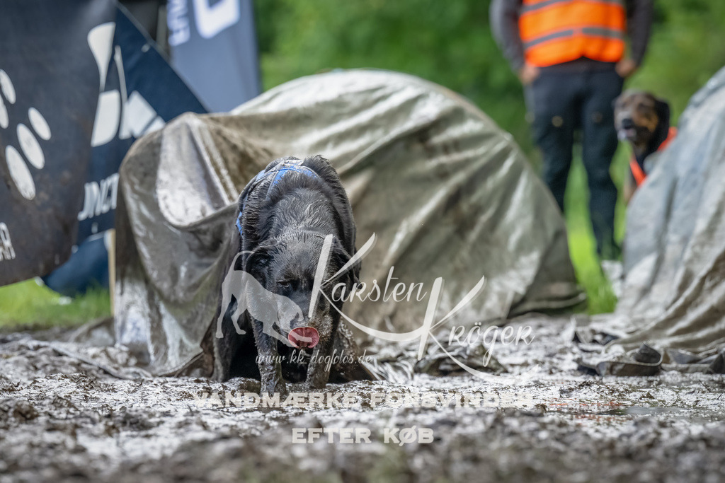 1153_ZZ90063-Bearbeitet | kk-dogfotos