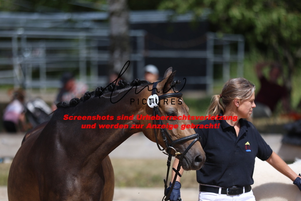 Fohlenschau_Schwäbisch_Hall_Ponys_KN 46_1 | lmwpictures - Realisiert mit Pictrs.com