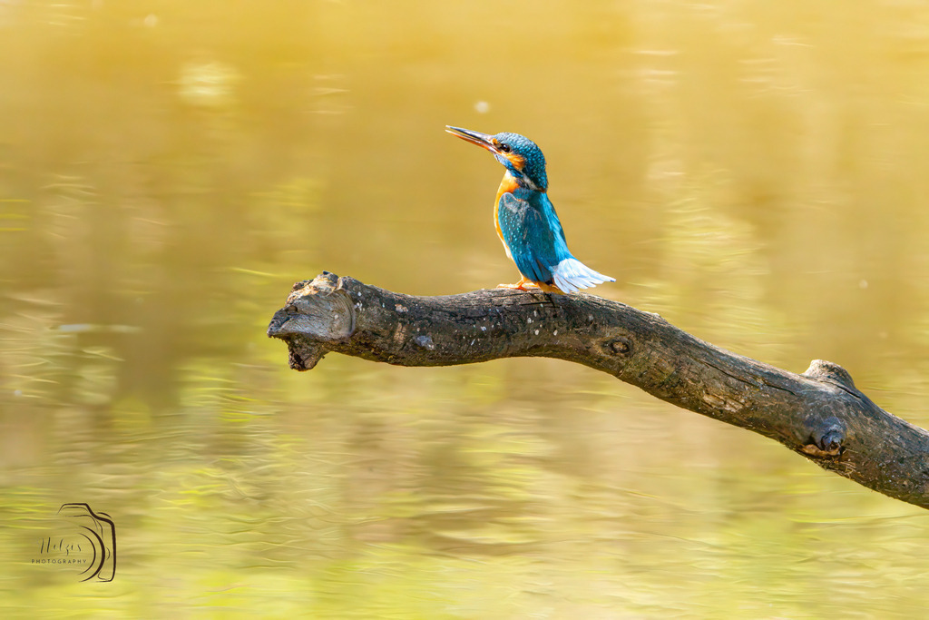 Eisvogel | Holzisphotography, Landschaftsfotografie, Wildlifefotogorafie - Realisiert mit Pictrs.com