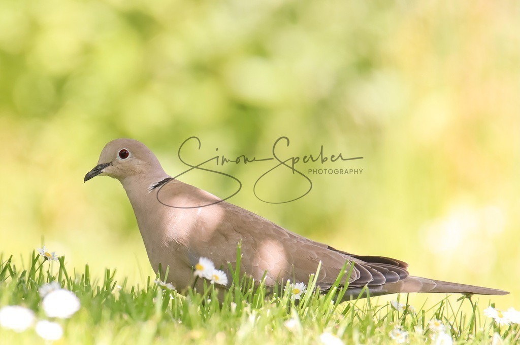 Türkentaube | Simone Sperber, svb-photography,Fotografin,Bilddesignerin,Naturfotografie,Macrofotografie,Tierfotografie,Wildtierfotografie,Ausstellungen,Auftragsfotografie,Kunst,Art,Photographer,Shootings,Bildberatbeitung,Galerie,Shop