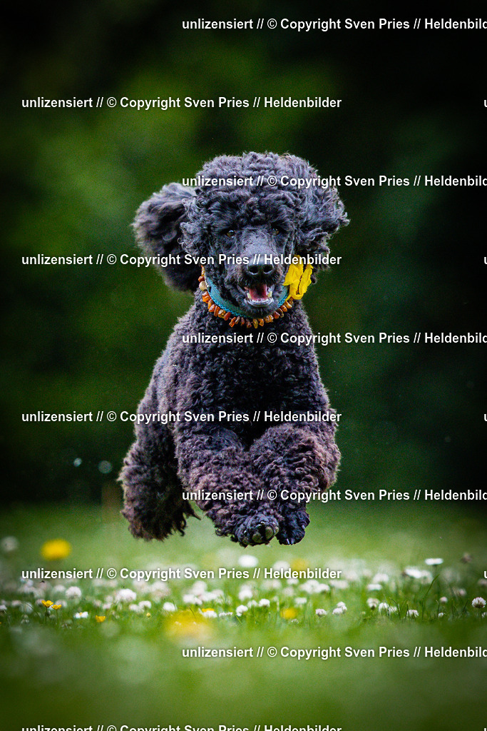 Sven Pries | 2025-05-29 - Pudelrennen KA-Durlach - Realisiert mit Pictrs.com