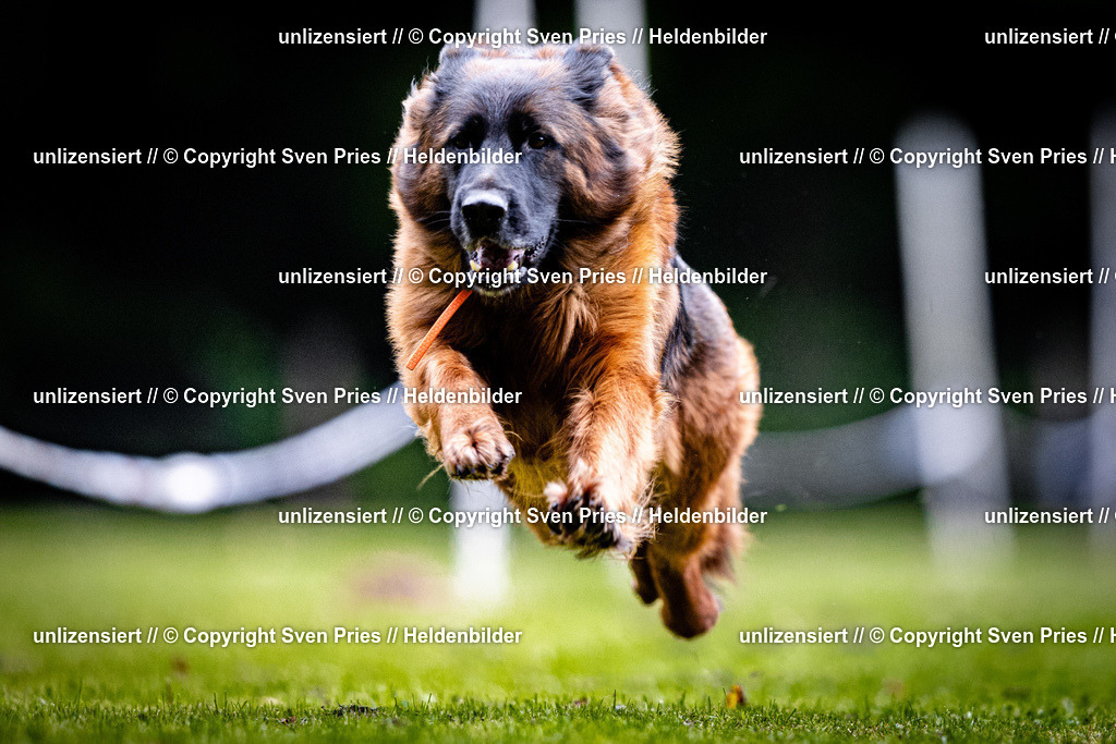 Sven Pries | 2025-10-03 - Hunderennen Obergrombach - Realisiert mit Pictrs.com