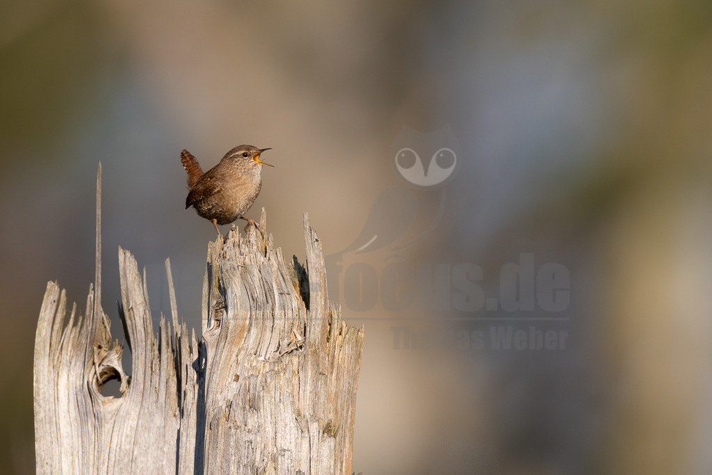 R5M29124_20260322 | Ein kleiner, brauner Zaunkönig (Troglodytes troglodytes) sitzt auf einem verwitterten, zerklüfteten Holzstumpf. Der Vogel ist im Profil zu sehen, sein Schnabel ist weit geöffnet, was darauf hindeutet, dass er singt. Sein kurzer Schwanz ist aufgestellt. Der Hintergrund ist unscharf und zeigt weiche Brauntöne und Grautöne, die den Vogel hervorheben. - Realisiert mit Pictrs.com