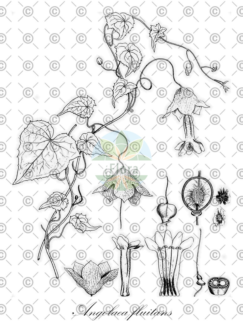 HistAbb_wfo-0000973430_1_ENZY_Simple | Historische Abbildung von Angolaea fluitans - Podostemaceae | Historical Illustration of Angolaea fluitans - Podostemaceae