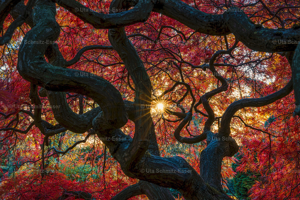 Leverkusen_japanischer-Garten | CEUS Design - Realisiert mit Pictrs.com