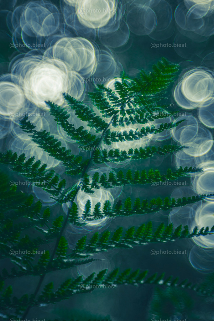 Ice Cold Fern | Ein Farn im Walde. - Realisiert mit Pictrs.com