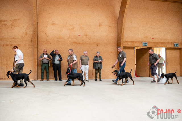 Expo Hunde CAC 2023 Escholznatt | Expo SLC/CCC/CSS (CAC) in Escholzmatt. 03.06.2023 Foto: Leo Wyden