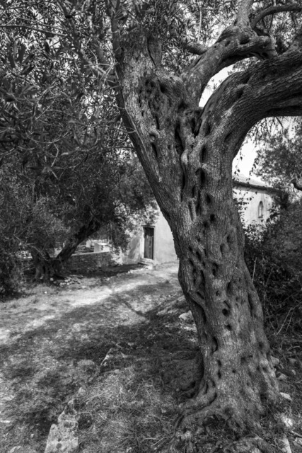 Olive Baum / Olea europaea, Olivia / Olive tree | Kreative Fotografie von Fotoloft-MaciejRusinek aus Frankfurt am Main. Große Motivauswahl in individuell ausgewählten Formaten auf unterschiedlichen Materialien. Bestellen bequem online.
Preise sind variable, je nach Material und Größe. 
 - Realisiert mit Pictrs.com