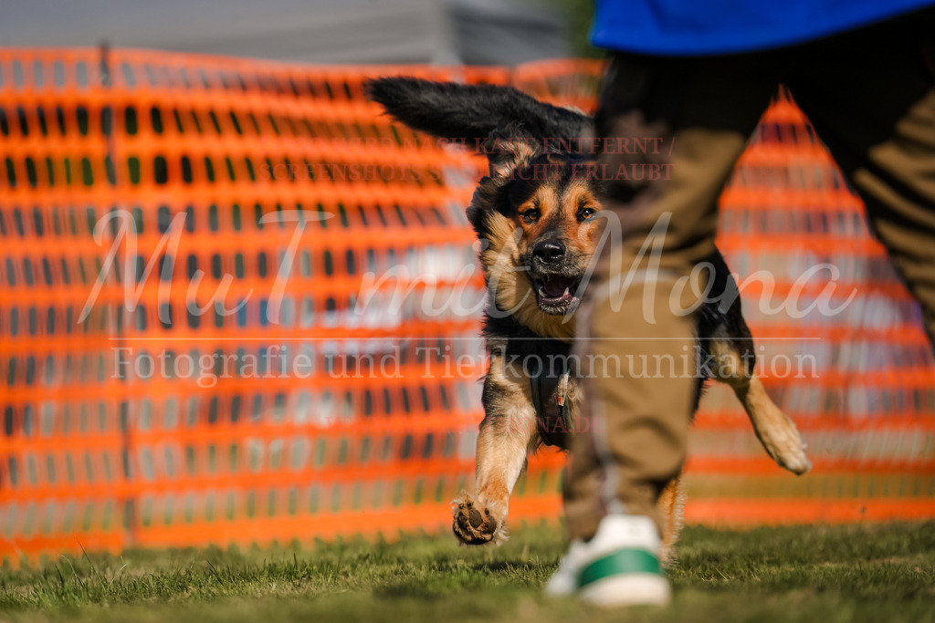 20250928_Hunderennen-667 | MuT (Mensch und Tier) mit Mona - Fotografie und Tierkommunikation - Realisiert mit Pictrs.com