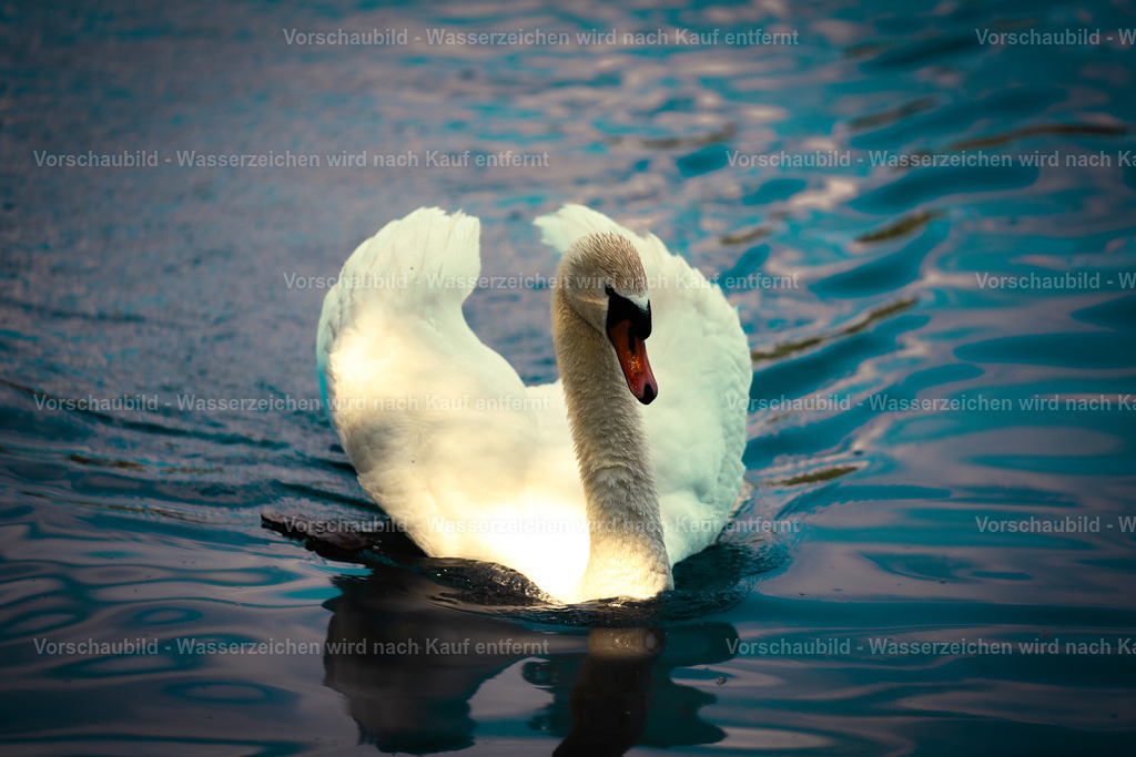 DSC01129-2 | marcuslinek